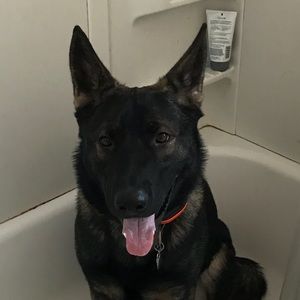 Meet your Posher, Sam